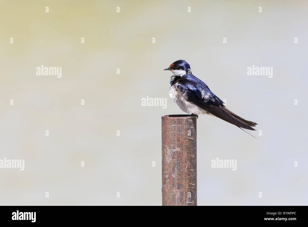 White-throated Swallow (Hirundo albigularis) perché sur la pole position à un barrage dans la région de Western Cape, Afrique du Sud en été Banque D'Images