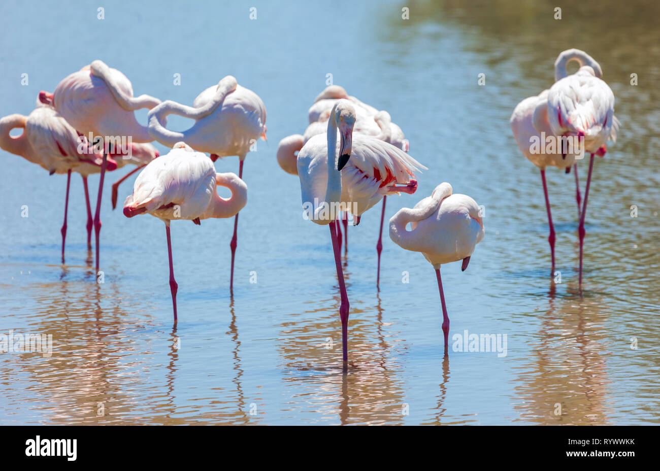 Flamants Roses. Camargue, France. Banque D'Images