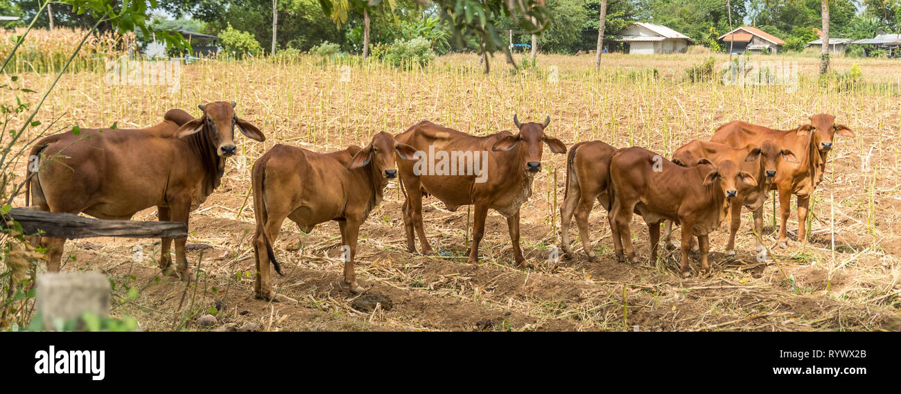 Troupeau de bovins de long eared dans un champ sur la journée chaude en Thaïlande Banque D'Images