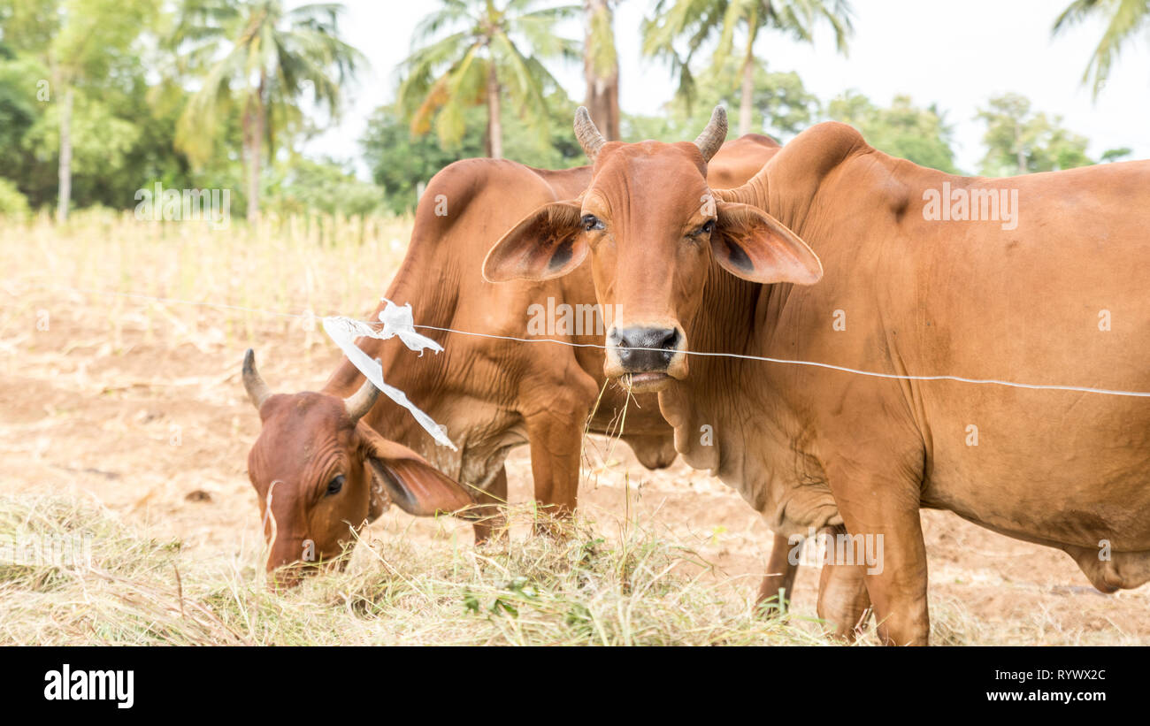 Troupeau de bovins de long eared dans un champ sur la journée chaude en Thaïlande Banque D'Images