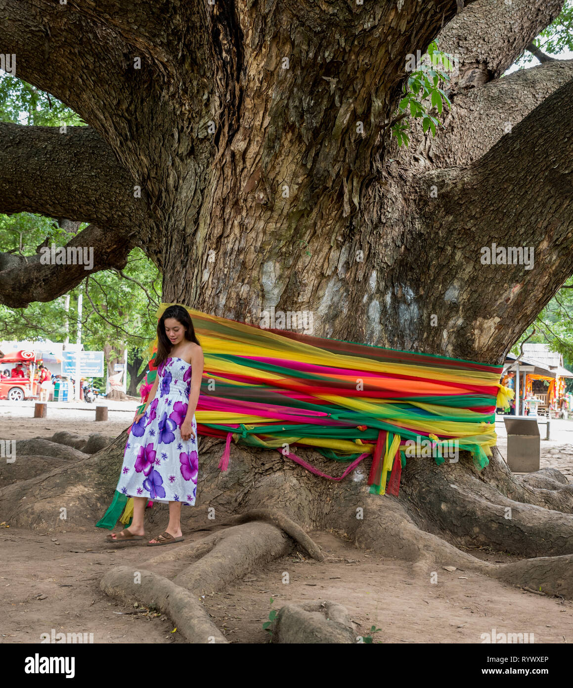 Jeune fille debout devant un arbre géant Monkeypod à Kanchanaburi, Thaïlande Banque D'Images