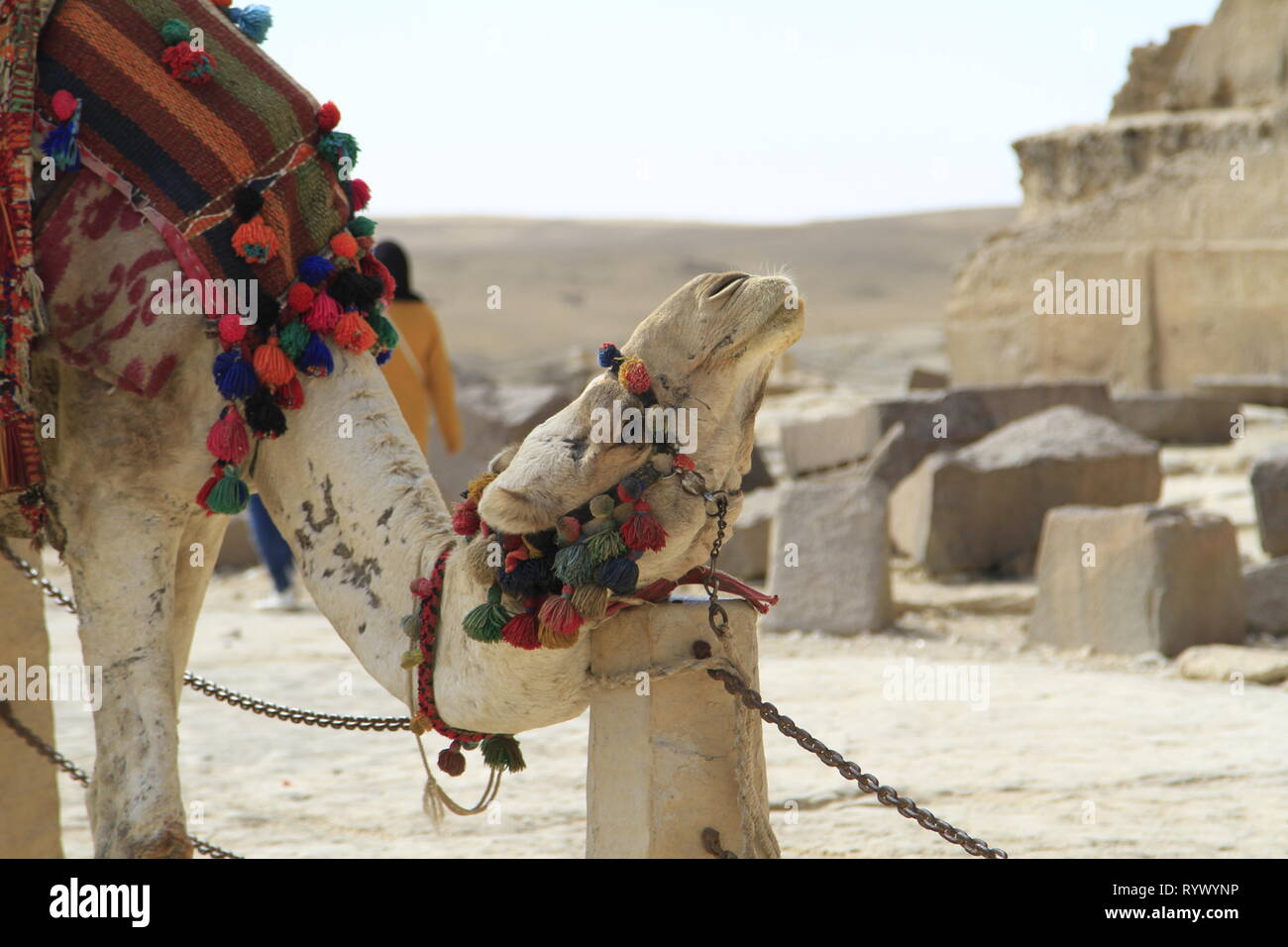 Chameau sellé colorée se gratter les cou sur un poste à la pyramide de Gizeh, Le Caire, Égypte complexe Banque D'Images