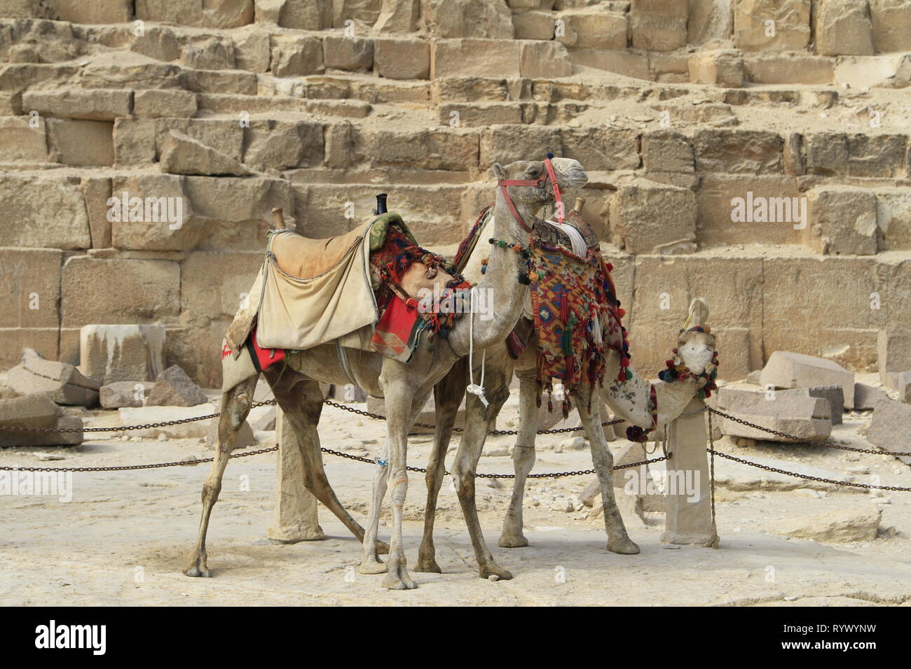 Chameau sellé colorée se gratter les cou sur un poste à la pyramide de Gizeh, Le Caire, Égypte complexe Banque D'Images
