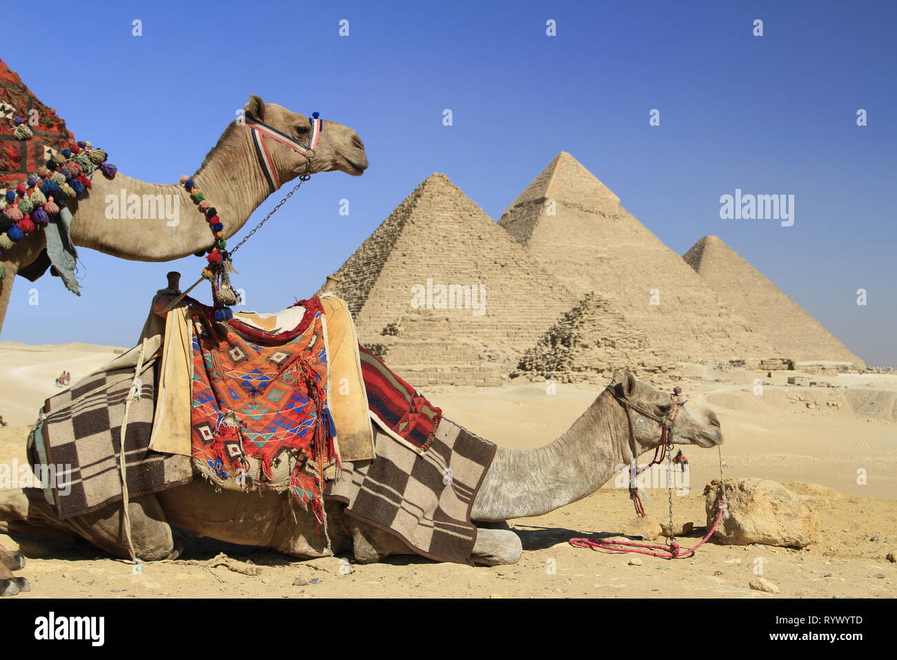 Les chameaux bâtés colorés à un belvédère avec vue sur les pyramides de l'Égypte, Giza, Le Caire, Egypte Banque D'Images