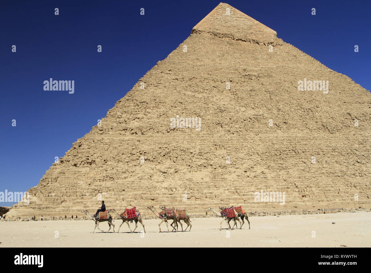 String de dromadaires conduit en face de la pyramide de Khafré, pyramides de l'Égypte, Giza, Le Caire, Egypte Banque D'Images