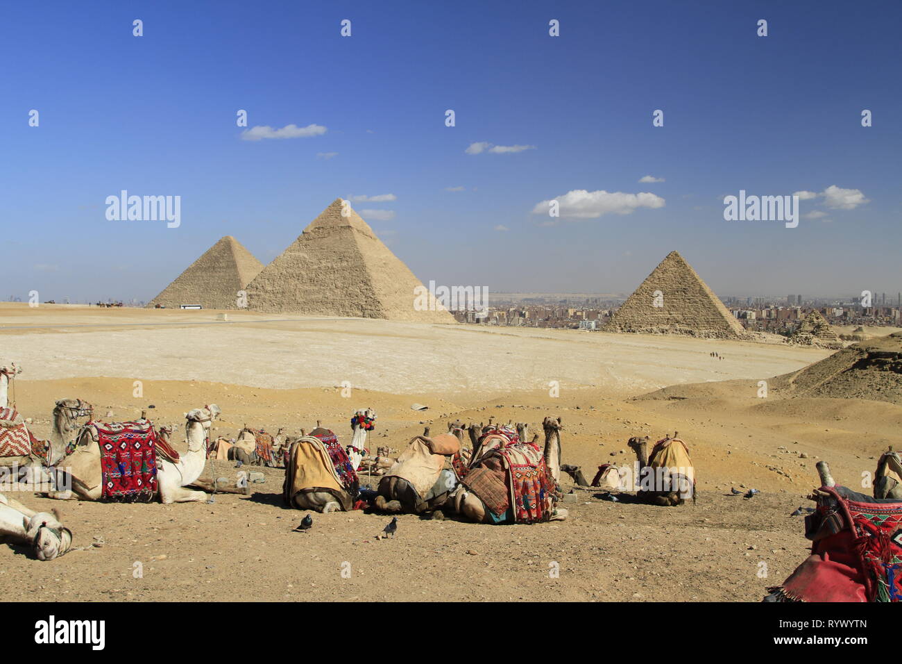 Les chameaux bâtés lors d'une vue surplombant les pyramides de l'Égypte, Giza, Egypte Banque D'Images