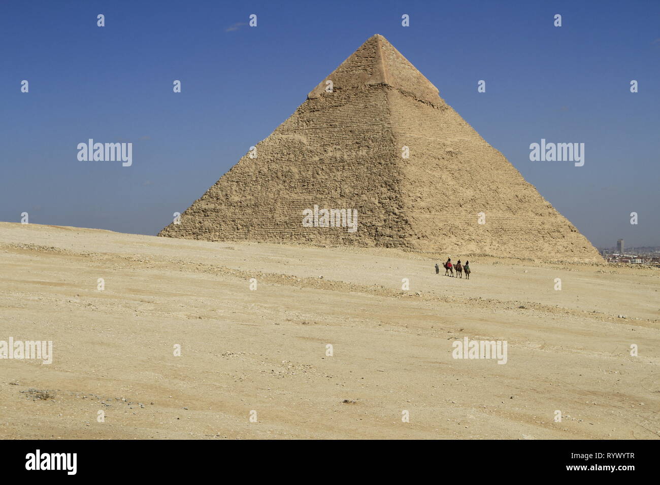 Dromadaires ont conduit à travers le désert vers la pyramide de Khafré, pyramide de Gizeh complexe, Giza, Le Caire, Egypte Banque D'Images