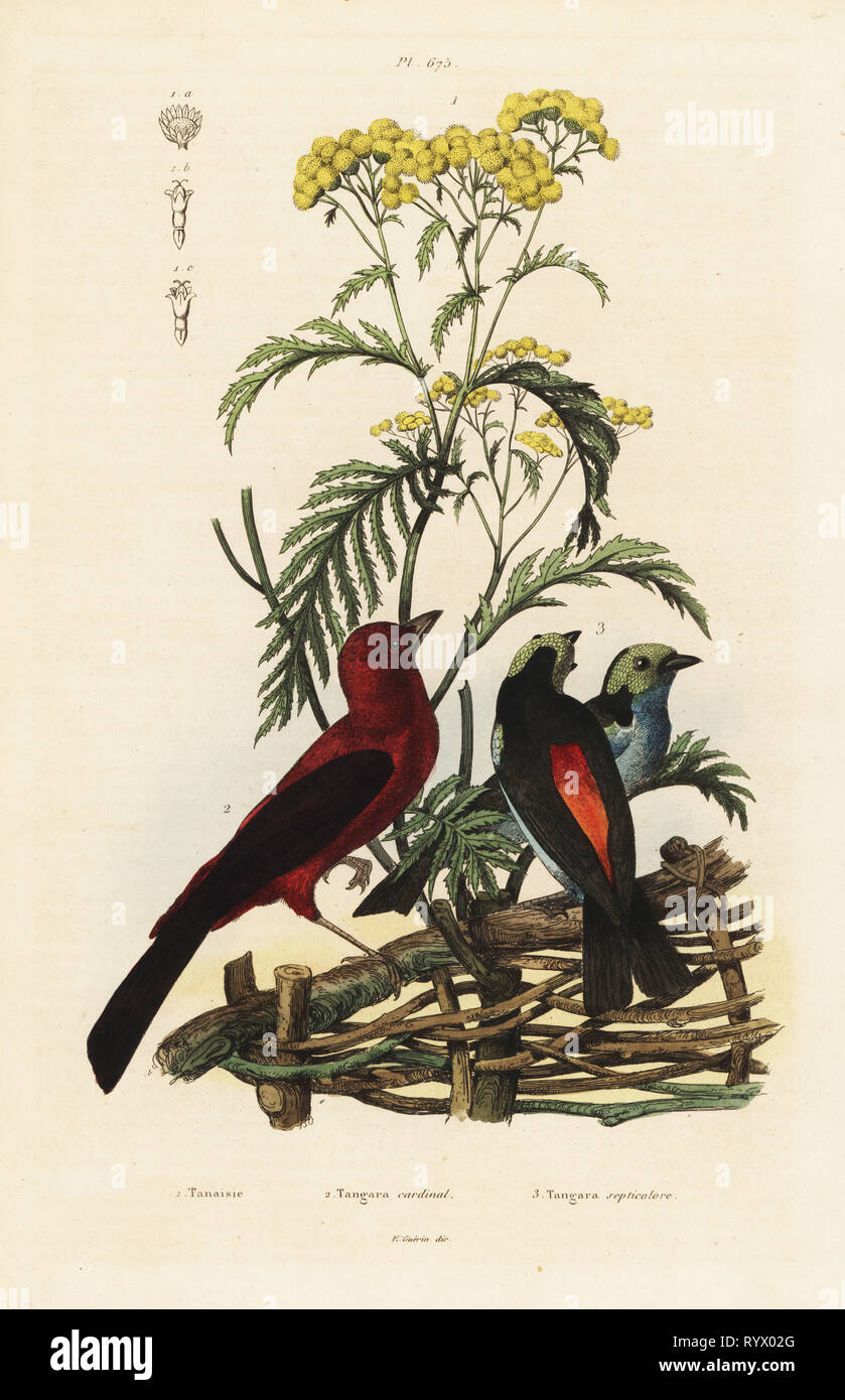 Tangara brésilien, Ramphocelus bresilius, et Paradise tanager, Tangara chilensis. Tanaisie, tanaisie, Tanacetum vulgare. Gravure coloriée de Felix-Edouard Guerin-Meneville's Dictionnaire pittoresque d'Histoire Naturelle (Dictionnaire pittoresque d'Histoire Naturelle), Paris, 1834-39. Banque D'Images