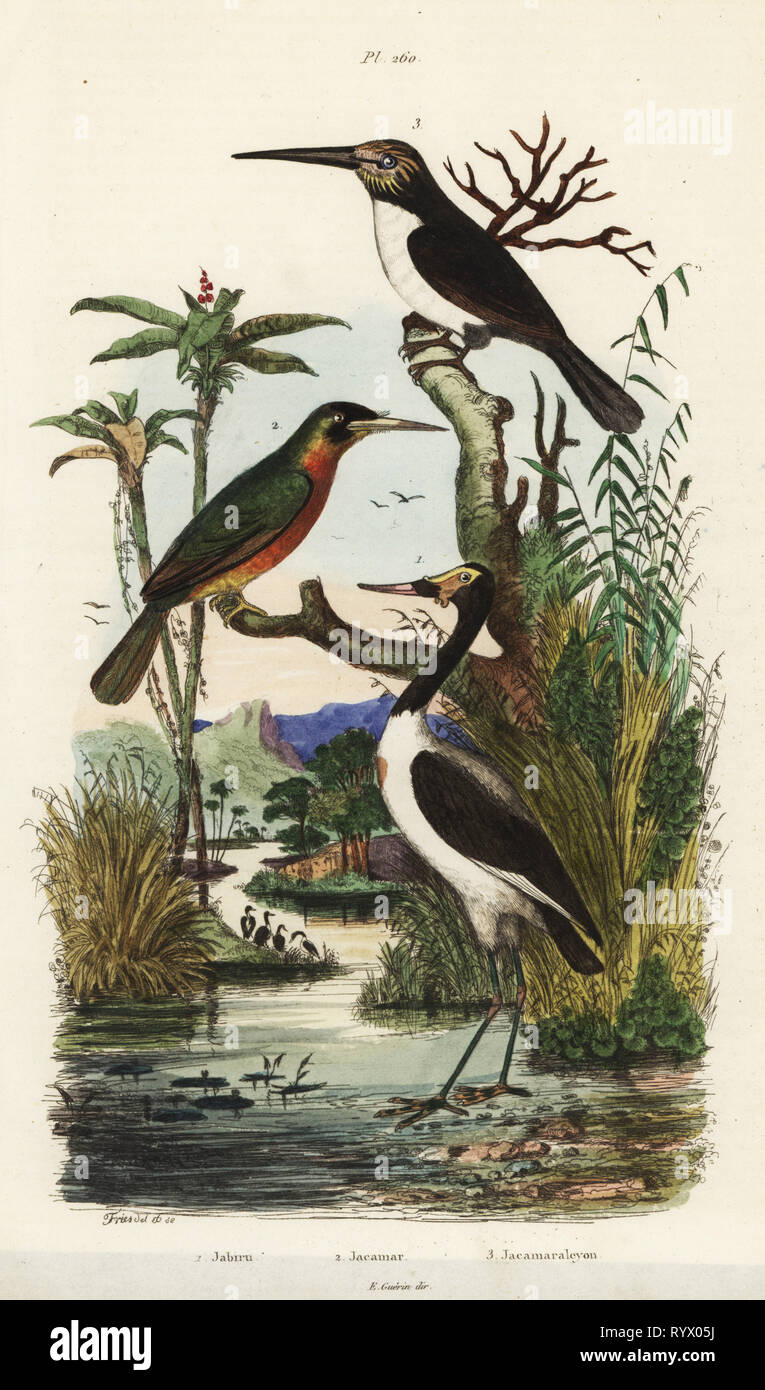 Stork, Jabiru mycteria, bruant à queue Galbula ruficauda, jacamar et trois doigts, Jacamaralcyon jacamar tridactyla. Gravure coloriée dessiné et gravé par Adolph Felix-Edouard Guerin-Meneville de frites's Dictionnaire pittoresque d'Histoire Naturelle (Dictionnaire pittoresque d'Histoire Naturelle), Paris, 1834-39. Banque D'Images