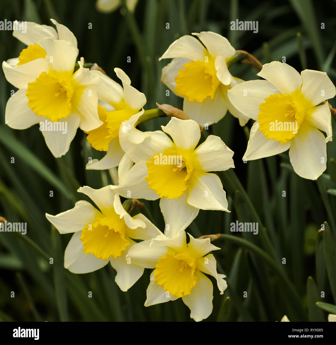 Les jonquilles au printemps Banque D'Images