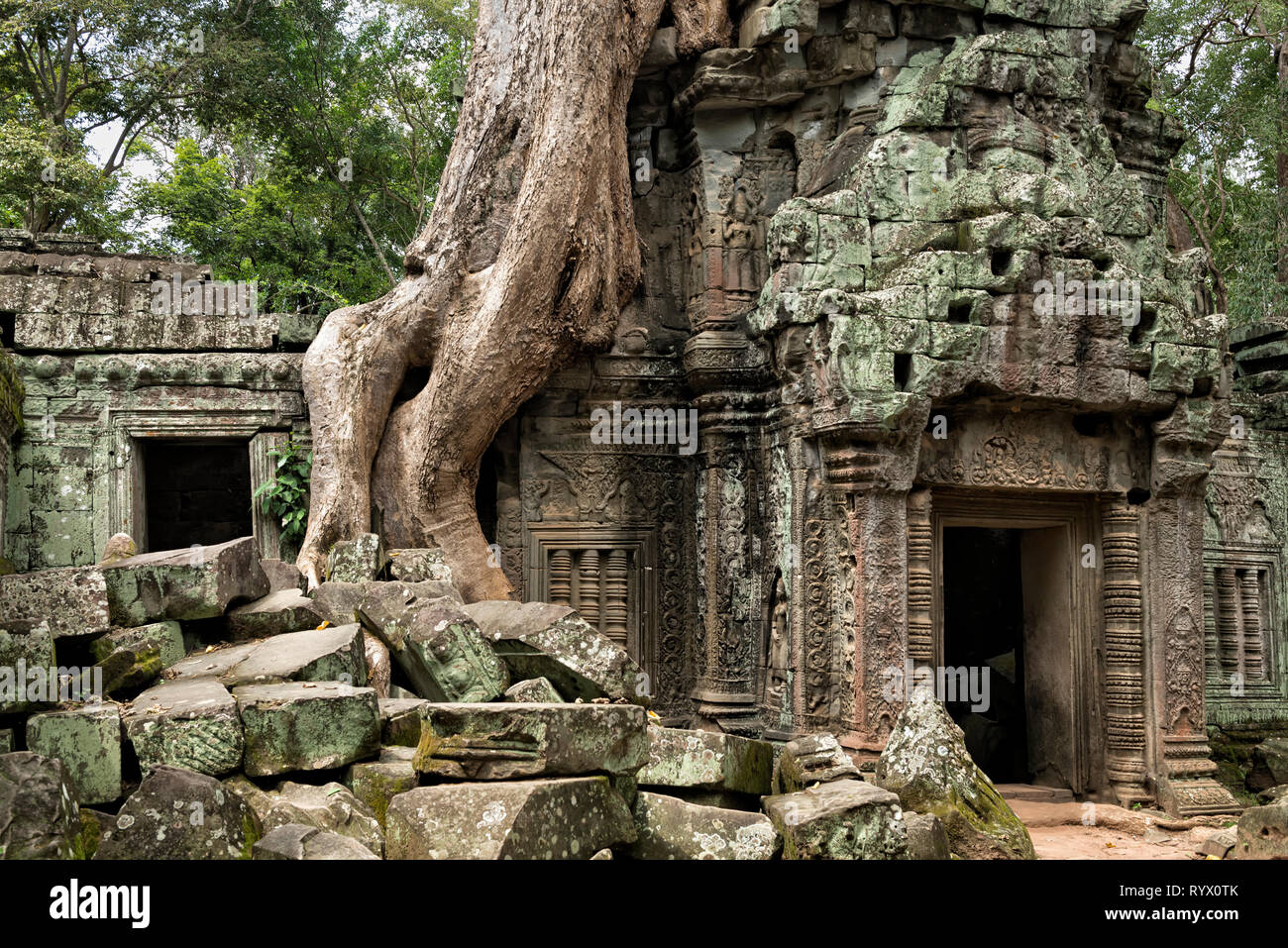 Les racines des arbres couvrant les ruines de Ta Prohm Banque D'Images