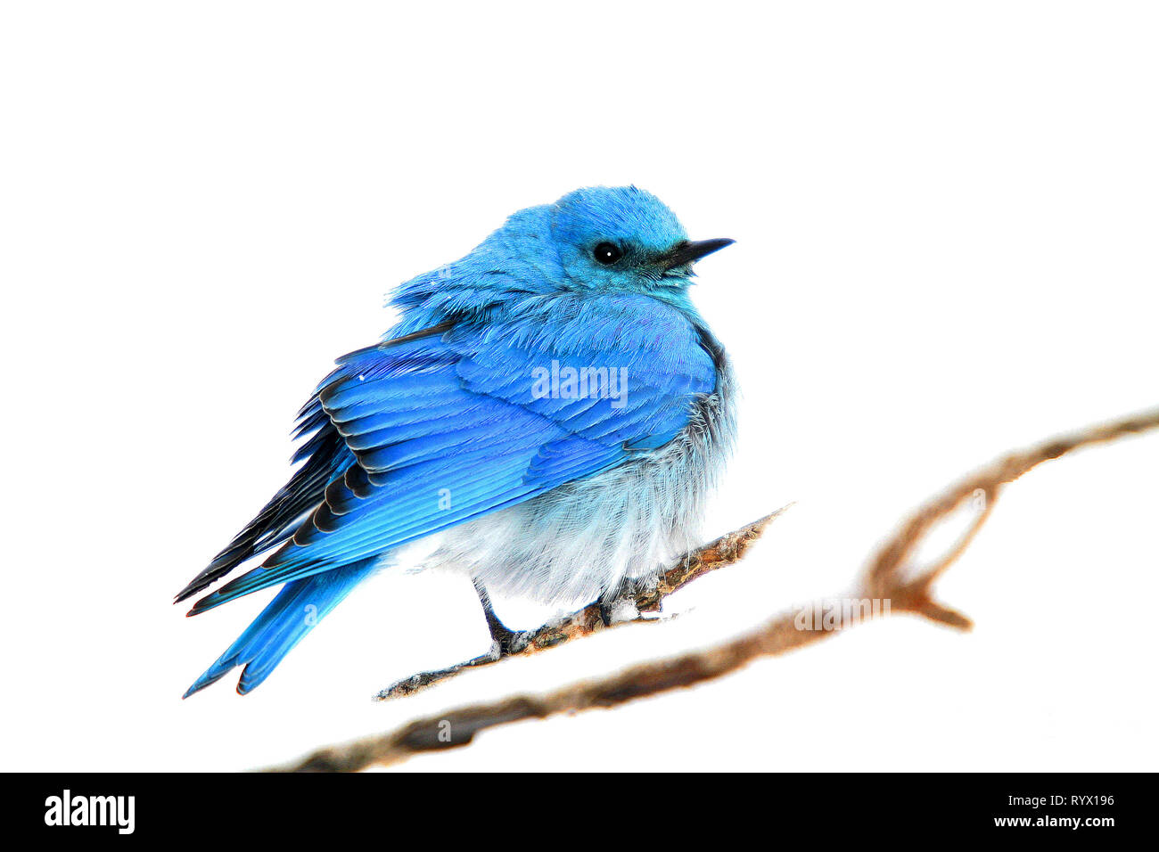 Birds of North America. Le Merlebleu azuré Sialia currucoides), (retour à leur lieu de nidification dans le sud-ouest de l'Alberta, Canada. Banque D'Images
