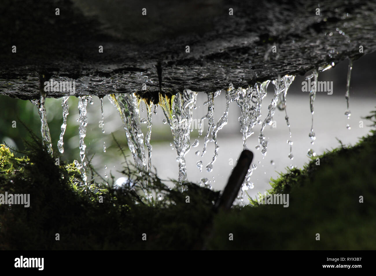 Matlock Bath, Derbyshire. UK. 15 mars 2019. Gouttes d'eau gelée dans le temps, montrant la beauté de l'individu diminue. Crédit : Robert Slater/Alamy Banque D'Images
