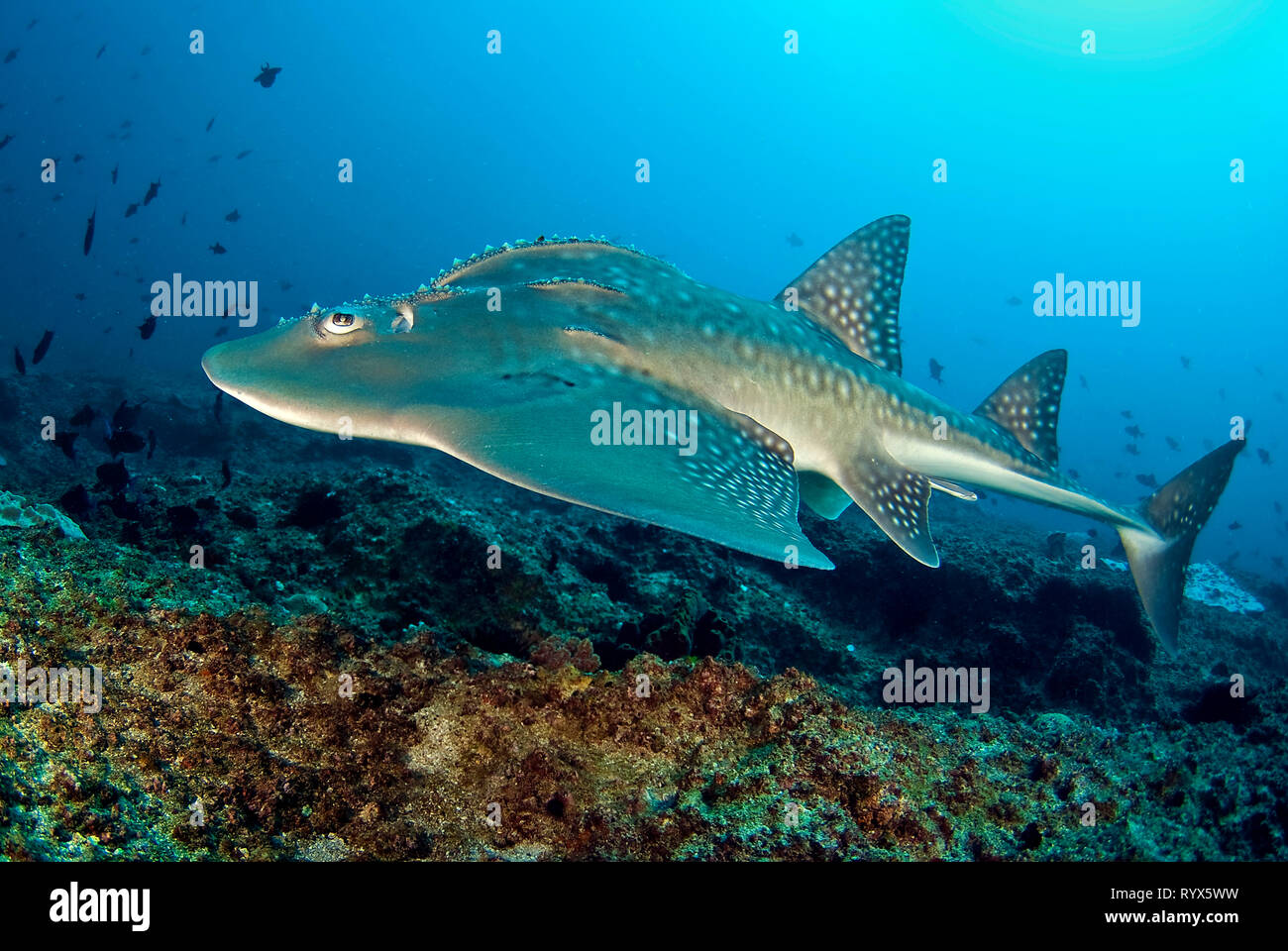 Bowmouth (poisson-guitare Rhina ancylostoma), natation sur un récif, Tofo (Mozambique) Banque D'Images