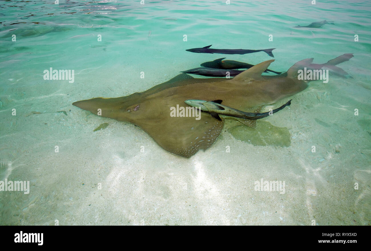 Poisson géant géant guitare ou guitare shark (Rhynchobatus djiddensis), avec suckerfishes (Echeneis naucrates), l'atoll de Baa, Maldives Banque D'Images