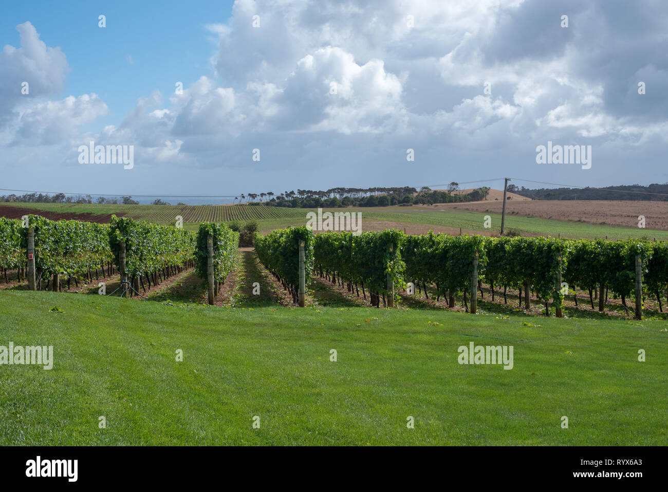 La ligne après ligne de plants de vigne dans un vignoble. Banque D'Images