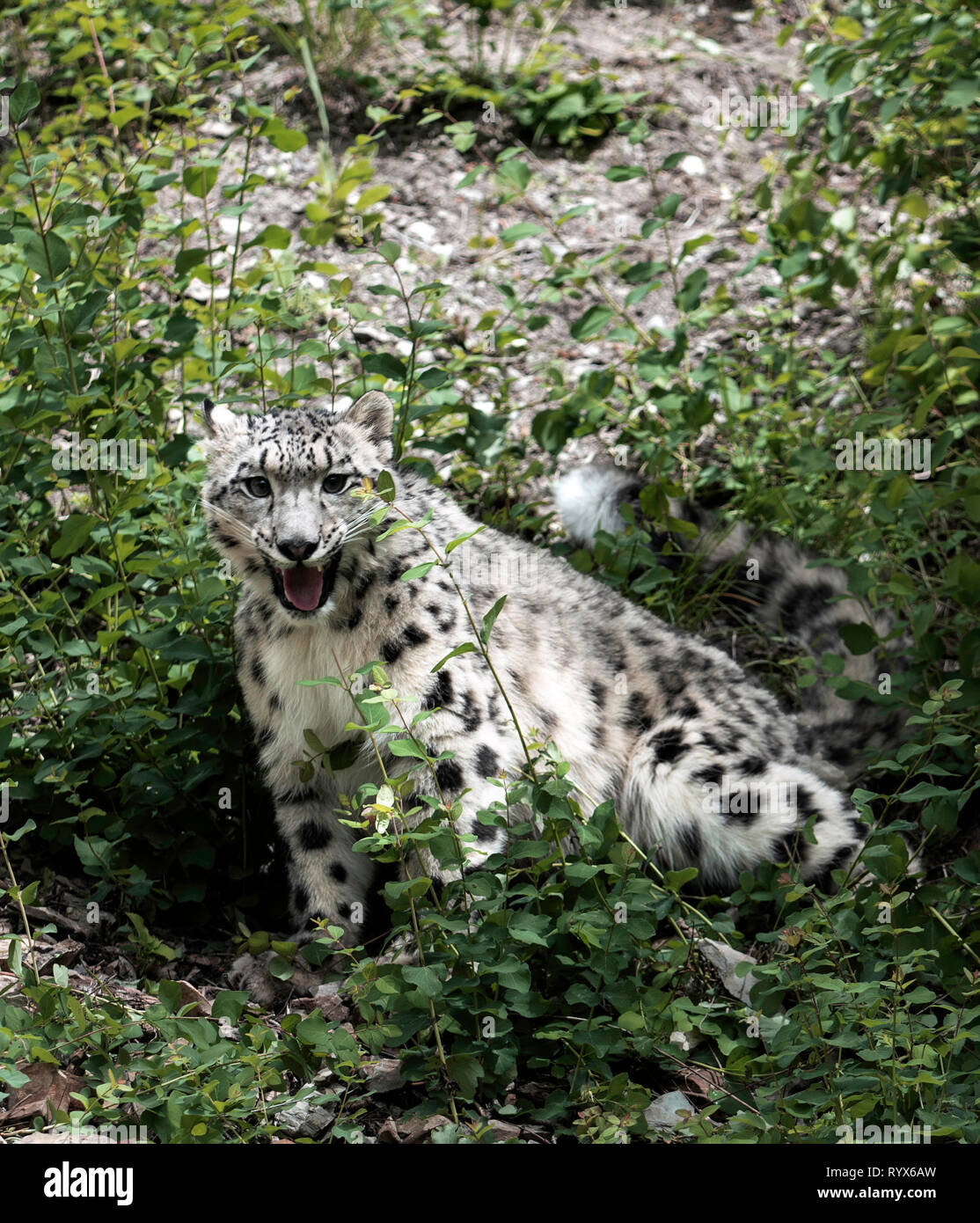 Snow Leopard Portrait Banque D'Images