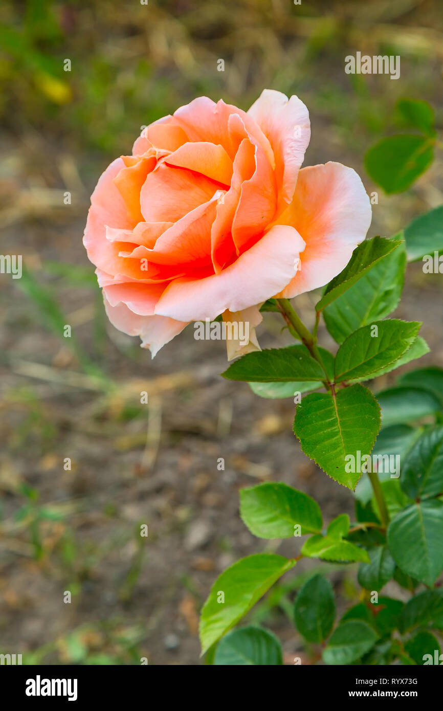 Close-up belle fleur rose orange, maison de vacances happy birthday card Banque D'Images