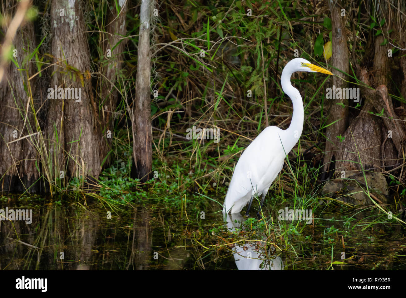 La grande aigrette assis dans l'eau. Prises dans le parc national des Everglades, Florida, United States. Banque D'Images