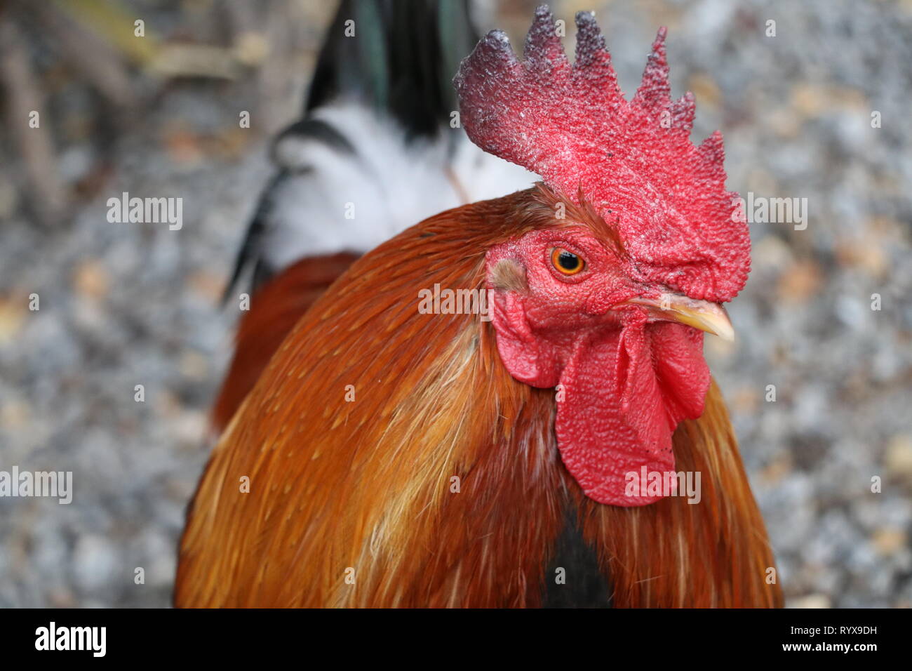 Florida's urban free allant Red Headed coqs Banque D'Images