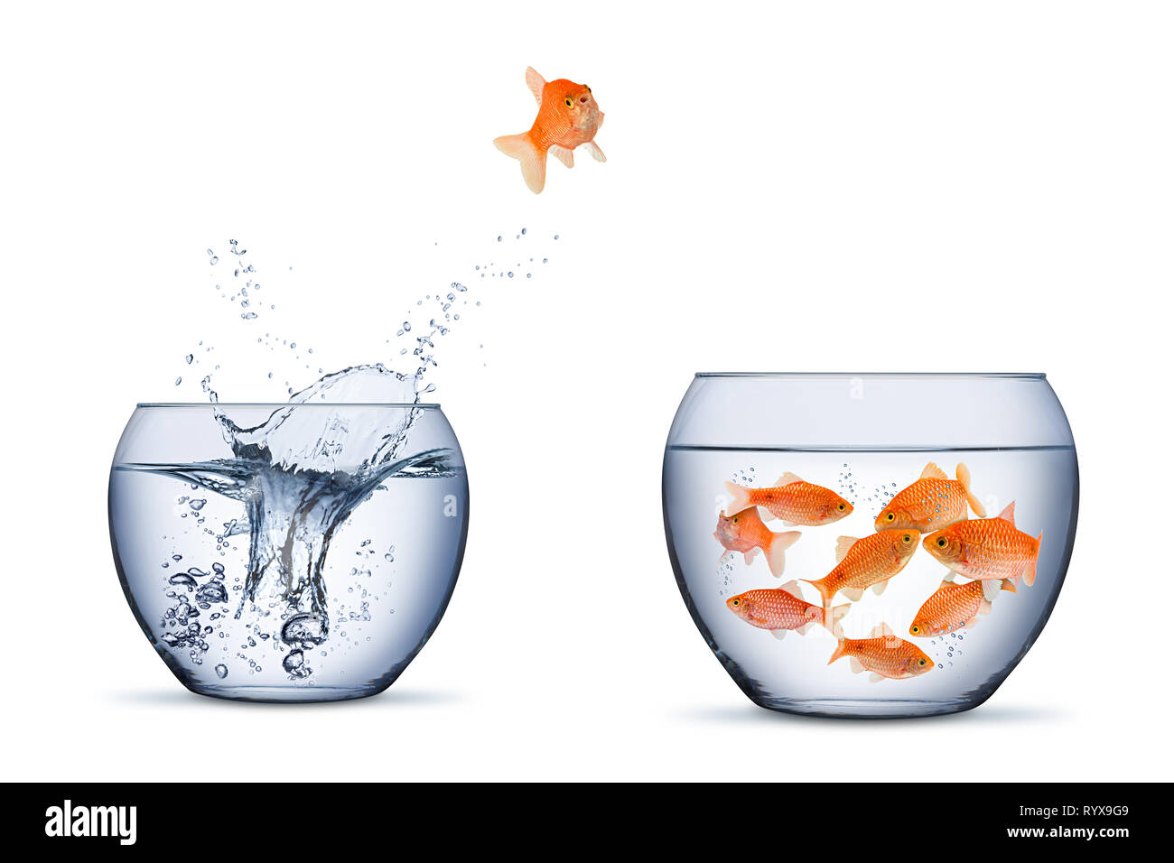Poisson d'or changer déplacer retrun separartion concept d'équipe familiale sauter dans d'autres grandes bol isolé sur fond blanc Banque D'Images