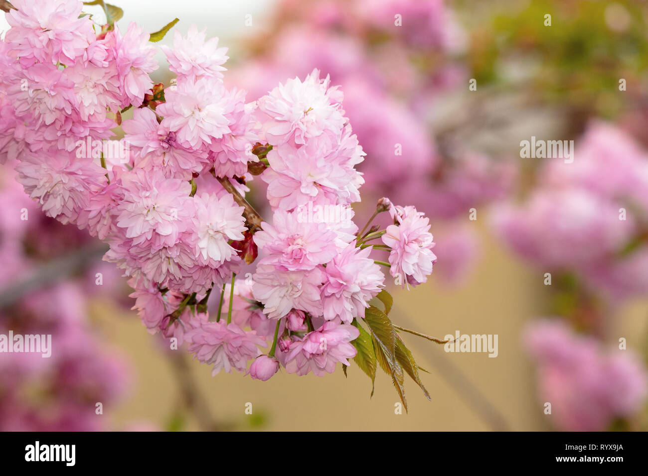 Arbre sakura en fleurs. belle fleur rose close up. contexte flou avec jardin. Banque D'Images