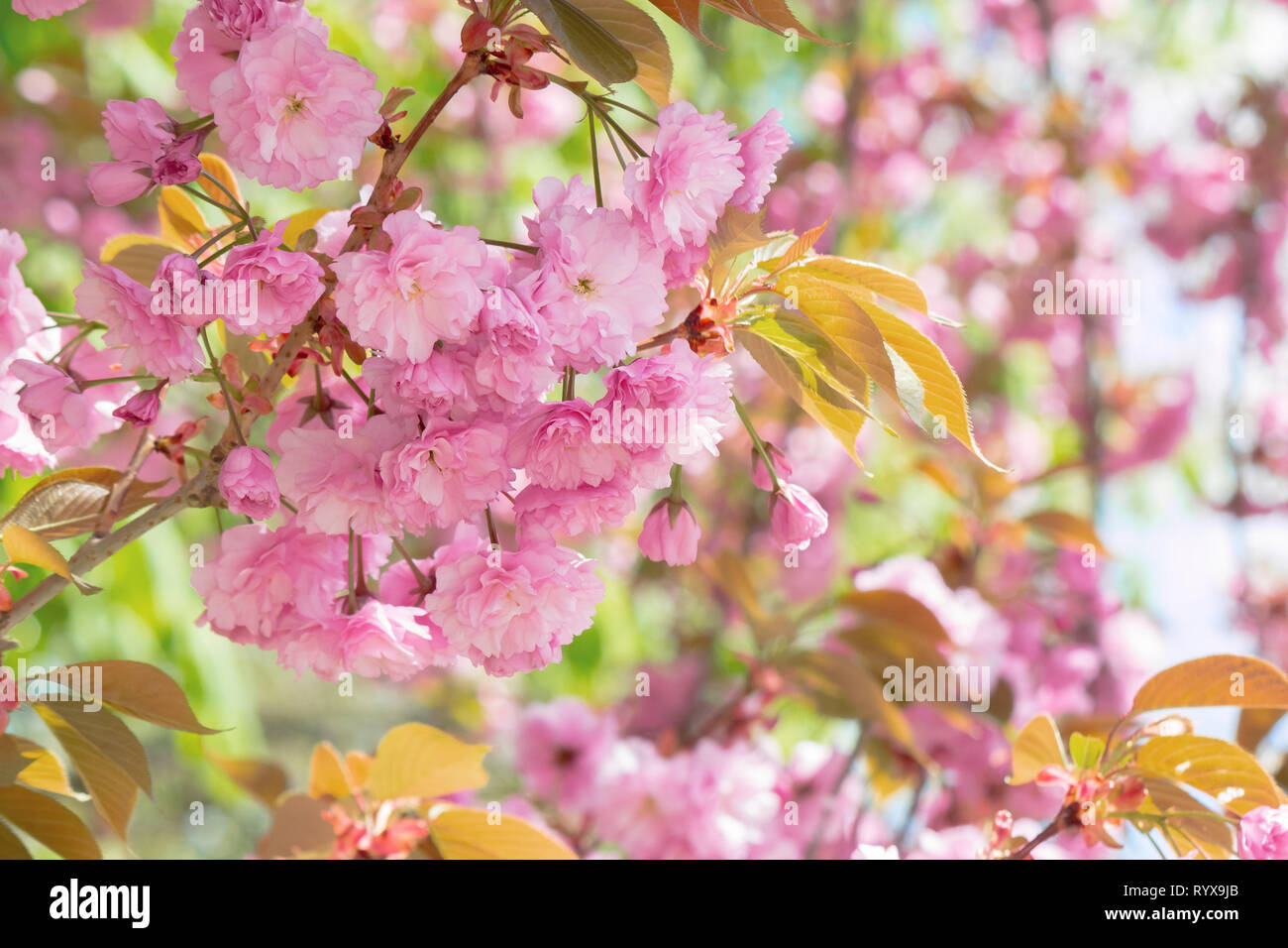 Arbre sakura en fleurs. belle fleur rose close up. contexte flou avec jardin. Matin ensoleillé Banque D'Images