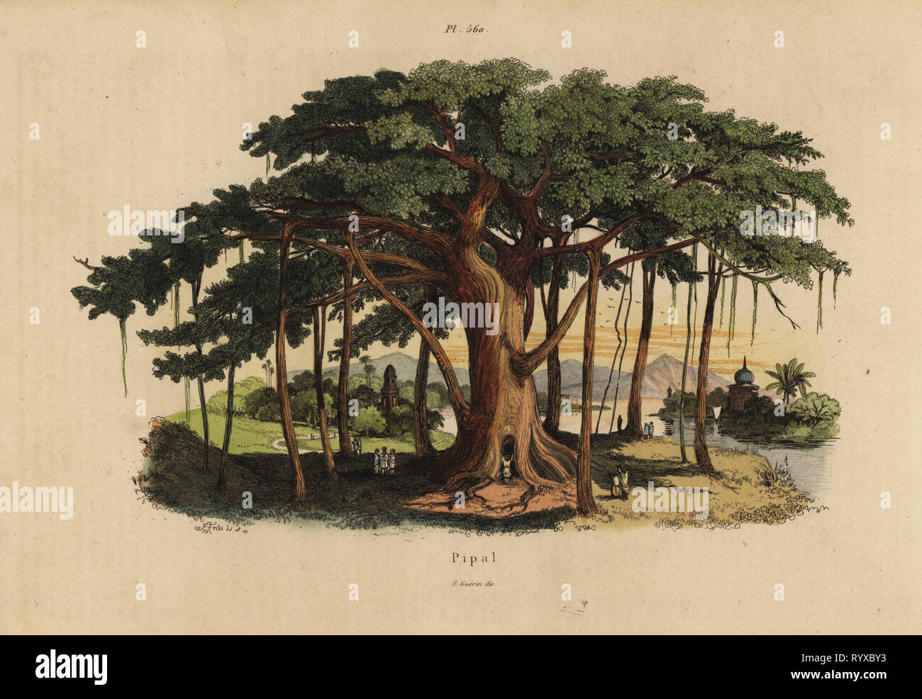 Figuier sacré ou peepal tree, Ficus religiosa. Pipal Banyan. Gravure coloriée dessiné et gravé par Adolph Felix-Edouard Guerin-Meneville de frites's Dictionnaire pittoresque d'Histoire Naturelle (Dictionnaire pittoresque d'Histoire Naturelle), Paris, 1834-39. Banque D'Images