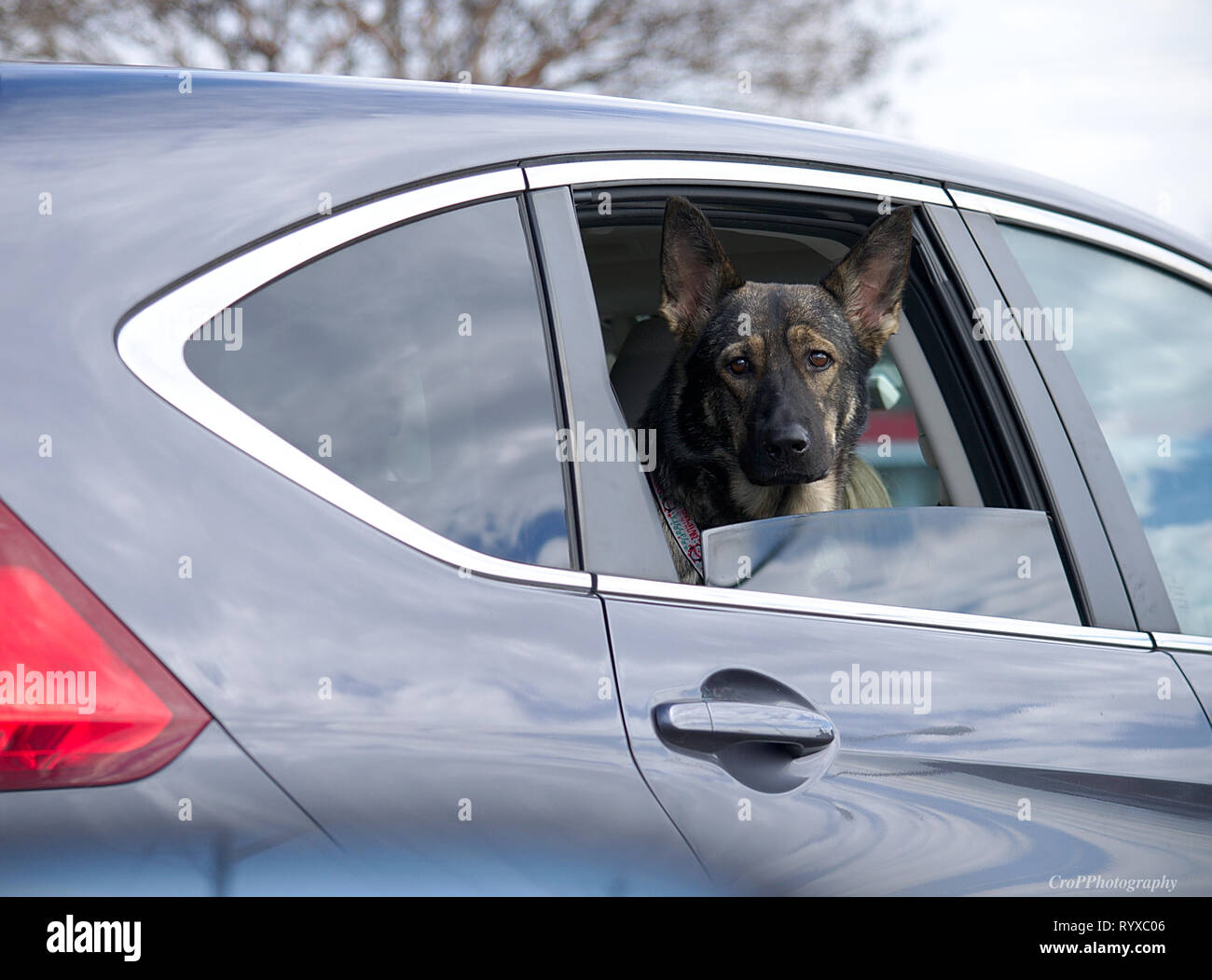 German Shepard dog looking out car window Banque D'Images