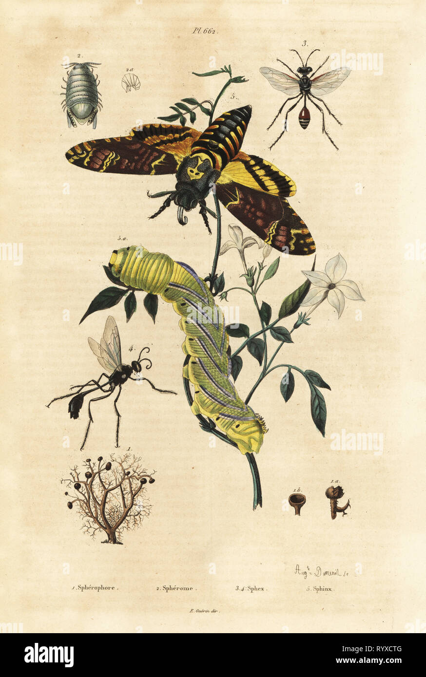 Ball, lichen, Dynamene Sphaerophorus globulus 1 2 crustacés, les guêpes fouisseuses, Sphex 3,4 espèces, et la tête de mort de l'Afrique, l'Acherontia atropos, sphynx et caterplillar 5. Spherophore spherome,, sphex, sphinx. Gravure coloriée par Felix-Edouard Guerin-Meneville Août Dumenil de pittoresque le Dictionnaire d'Histoire Naturelle (Dictionnaire pittoresque d'Histoire Naturelle), Paris, 1834-39. Banque D'Images