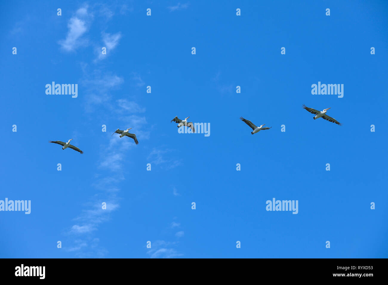 Groupe de pélicans en vol dans un ciel bleu, Sydney, Australie Banque D'Images