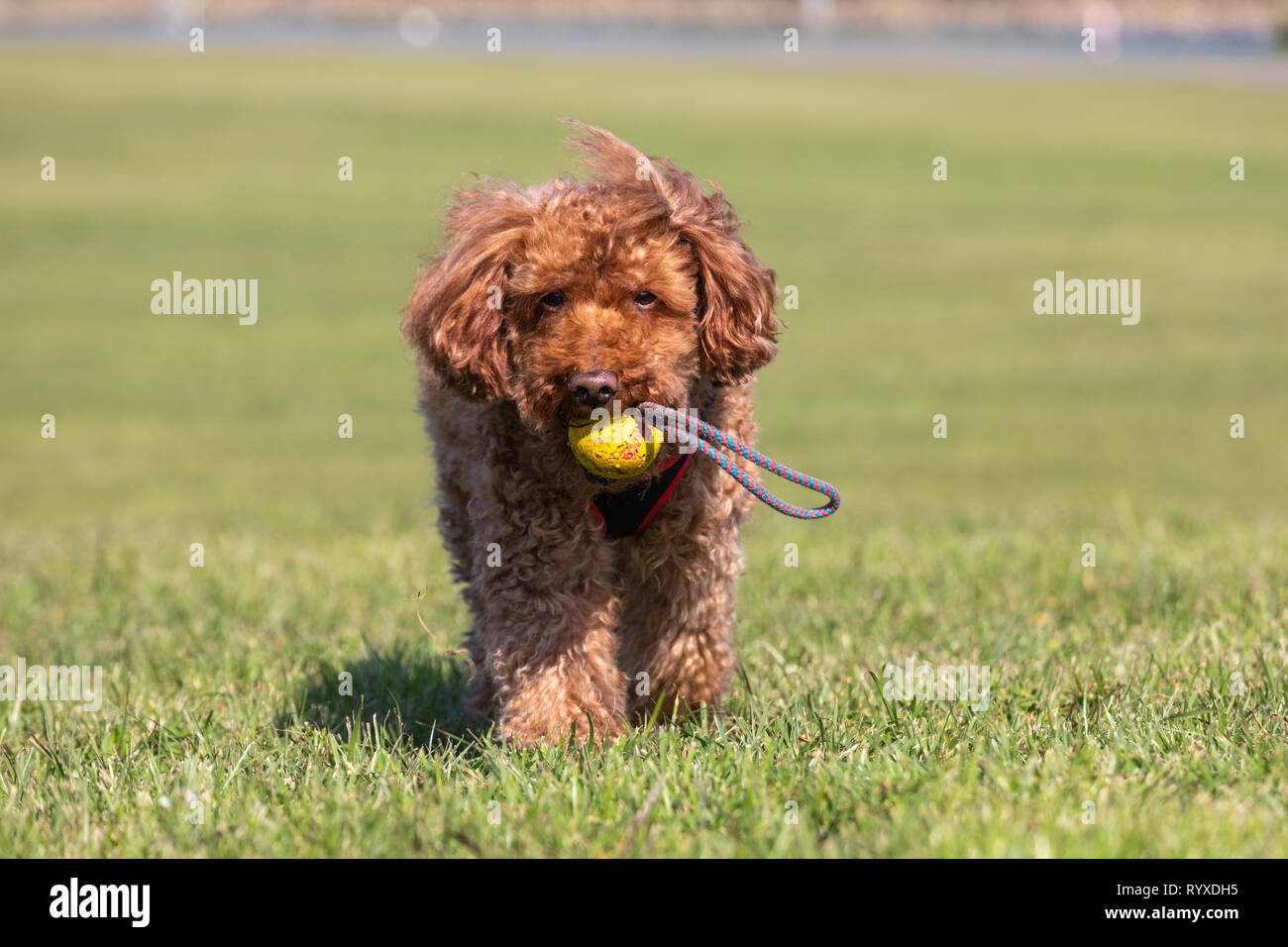 Caniche marron jouant fetch sur une pelouse ce qui porte la balle. Banque D'Images
