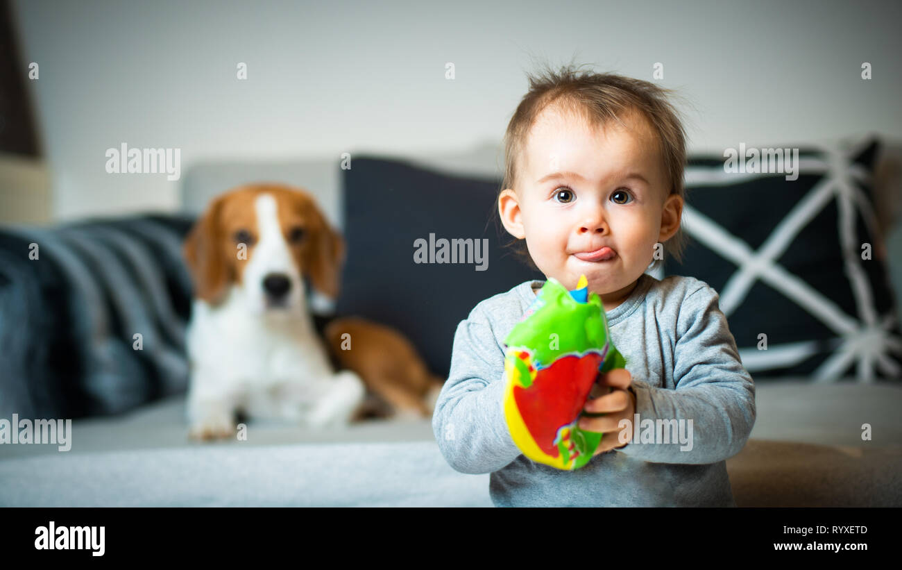 Bebe Avec Un Chien Beagle Dans La Maison Family Friendly Dog In House Chien Allonge Sur Un Canape En Arriere Plan Et Le Bebe A La Recherche Vers La Camera Photo Stock