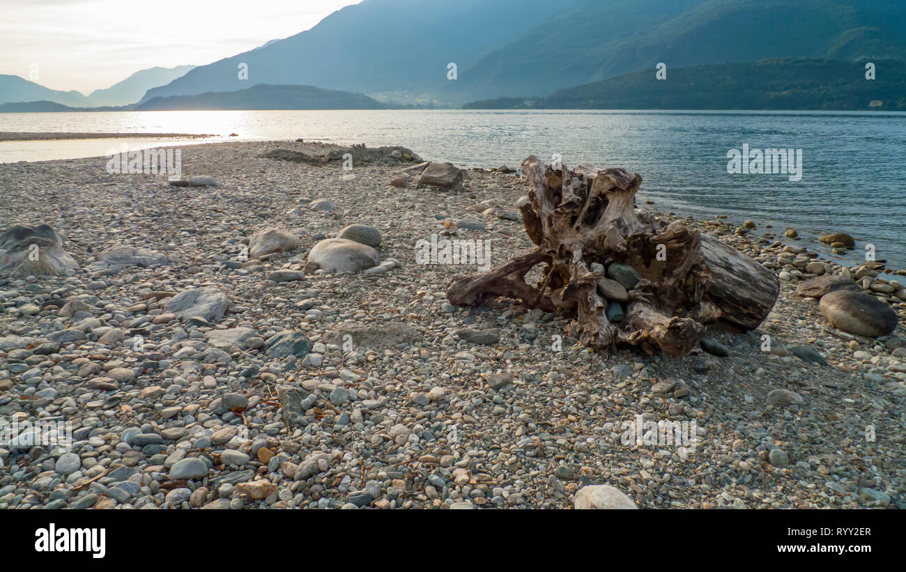 Angeschwemmtes Treibgut, Baumstamm, Holz mit Löchern durchzogen am Strand von Gravedona, Comer Voir Banque D'Images