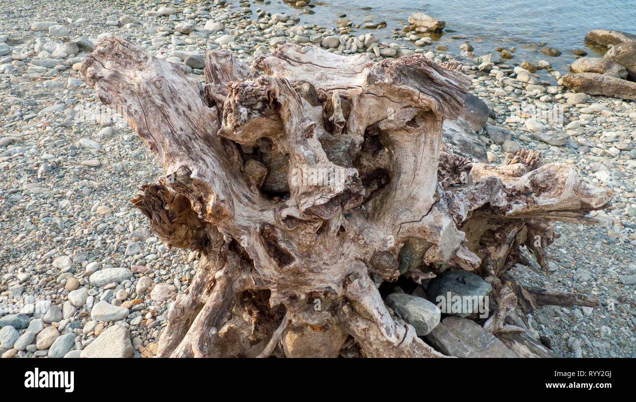 Angeschwemmtes Treibgut, Baumstamm, Holz mit Löchern durchzogen am Strand von Gravedona, Comer Voir Banque D'Images