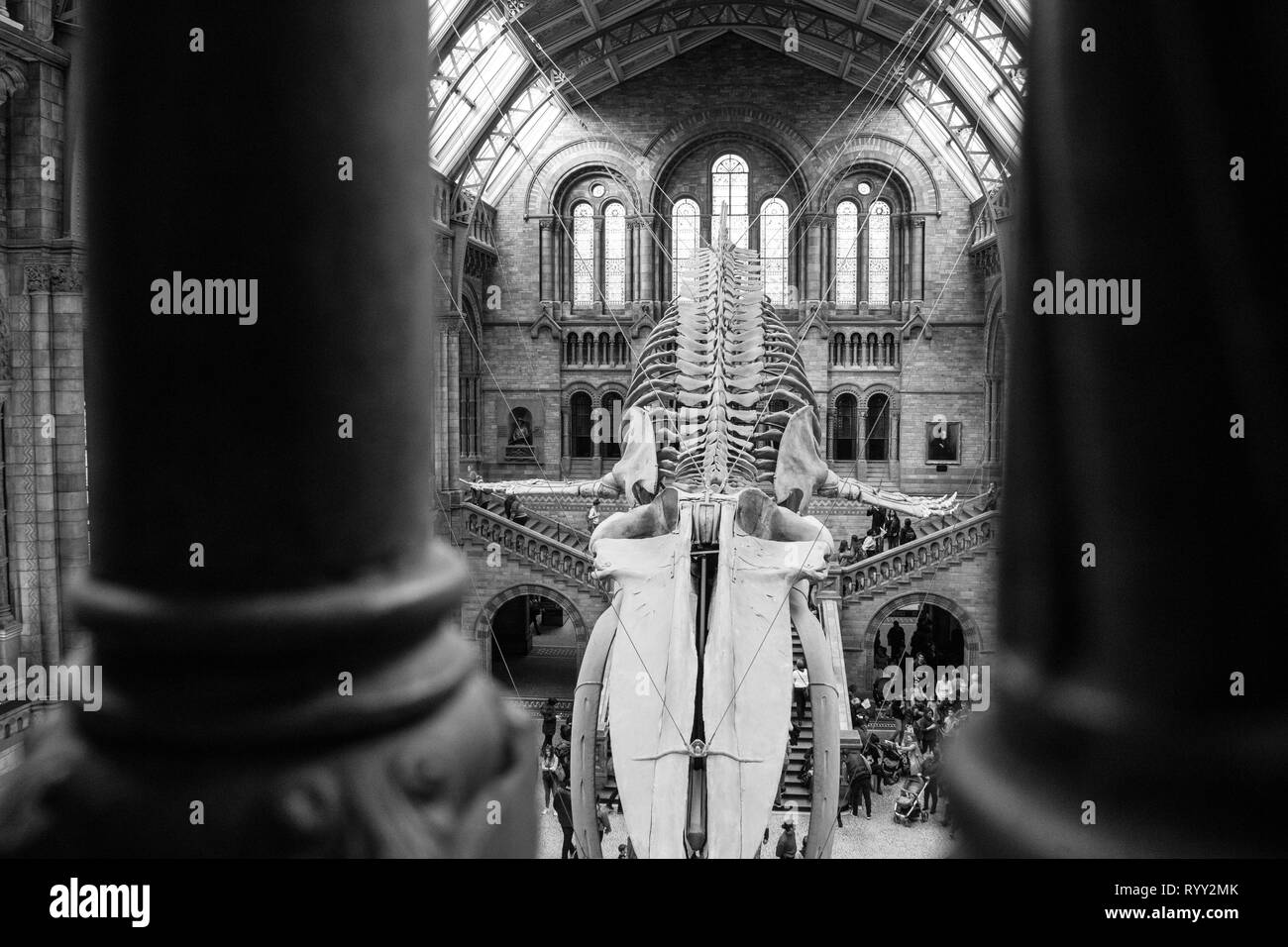 Squelette de rorqual bleu dans l'histoire naturelle de Londres. Architecture et design Banque D'Images