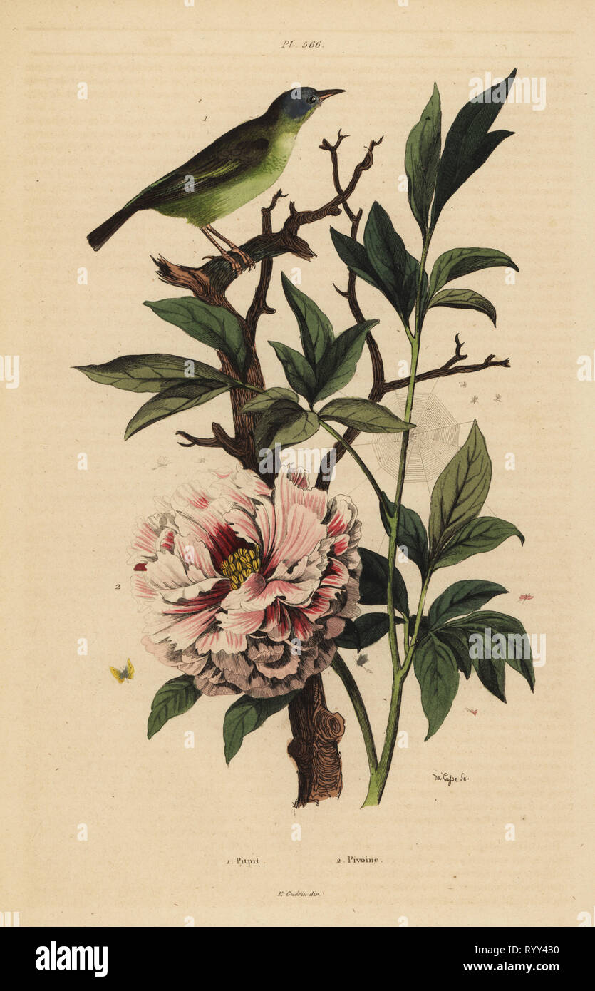 Fantail tête bleue, Rhipidura cyaniceps 1 et de pivoine Paeonia suffruticosa, 2. Pitpit, pivoine. Gravure coloriée par Felix-Edouard Guerin-Meneville du Casse du pittoresque le Dictionnaire d'Histoire Naturelle (Dictionnaire pittoresque d'Histoire Naturelle), Paris, 1834-39. Banque D'Images