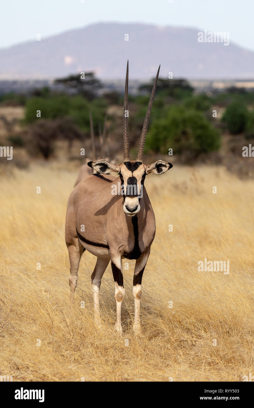 Beira Oryx, Kenya, Africa Banque D'Images