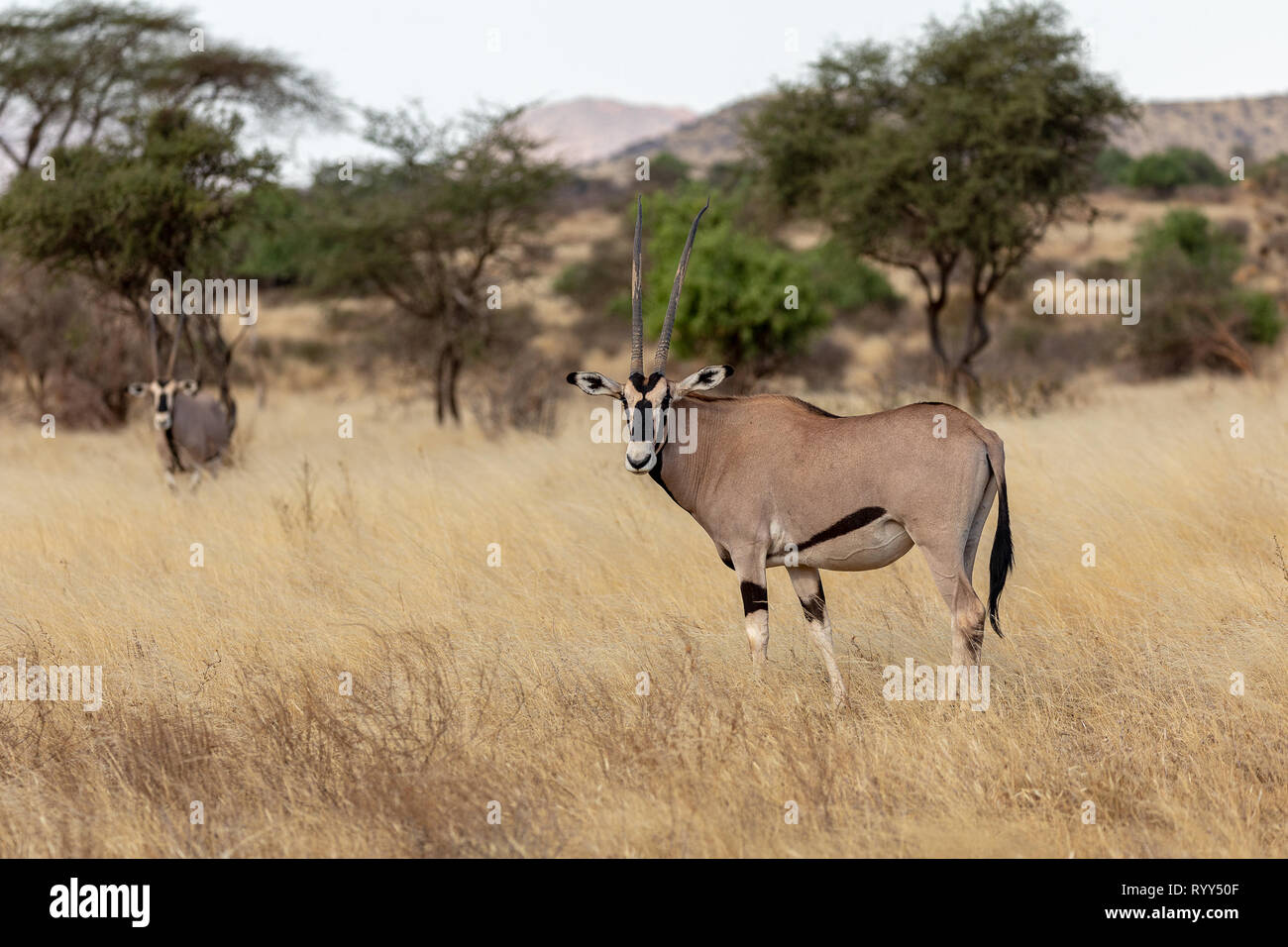 Beira Oryx, Kenya, Africa Banque D'Images