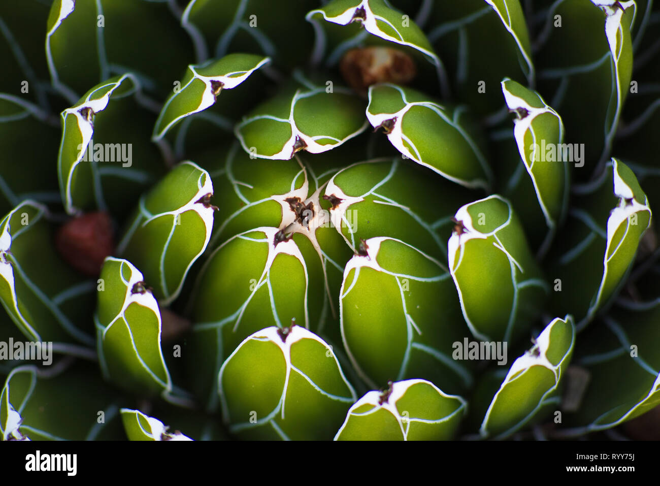 L'art de la nature ! Banque D'Images