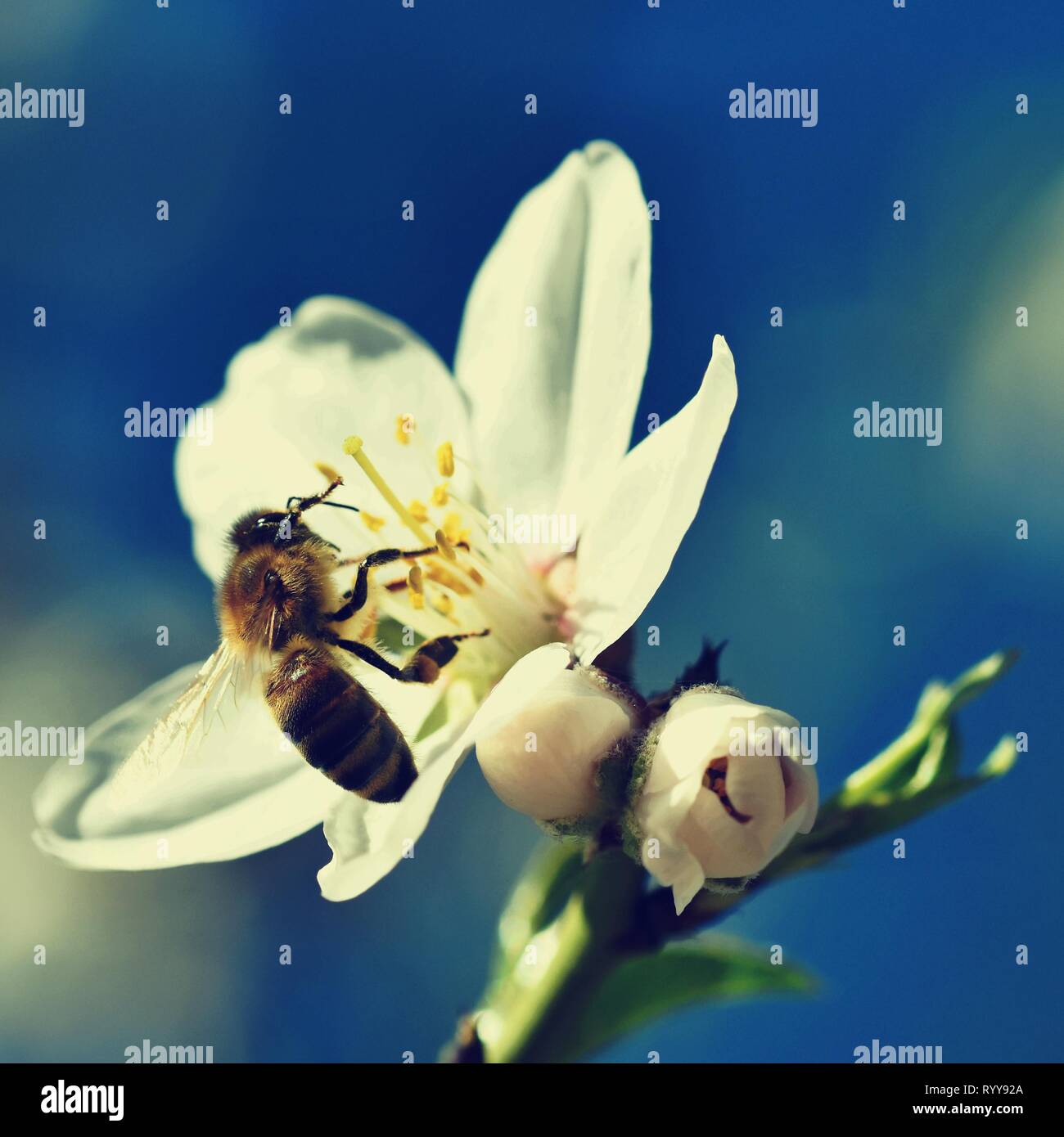 Arrière-plan de printemps. Un bel arbre en fleurs au printemps avec une abeille. Les symboles du printemps. Concept pour la nature et les animaux. Banque D'Images
