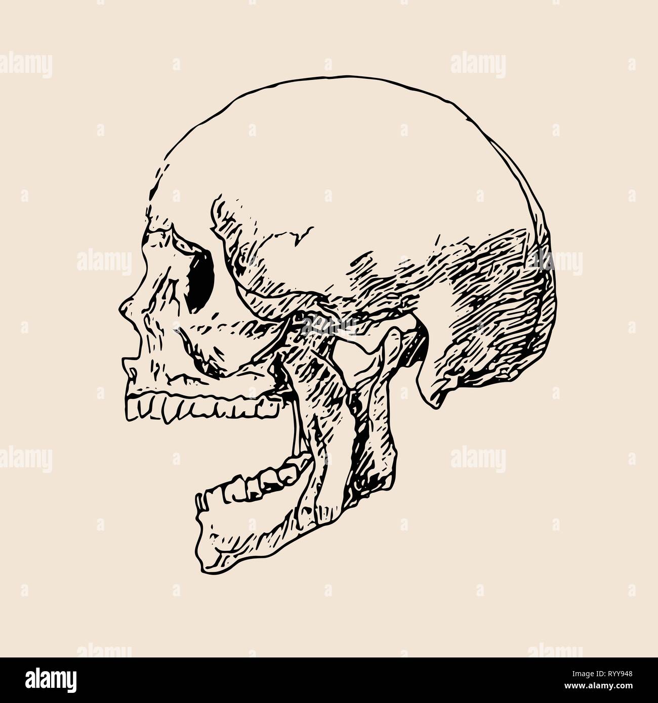 Dessin sur papier crâne ligne vector illustration.tête croquis art.os crâne humain tirer Illustration de Vecteur
