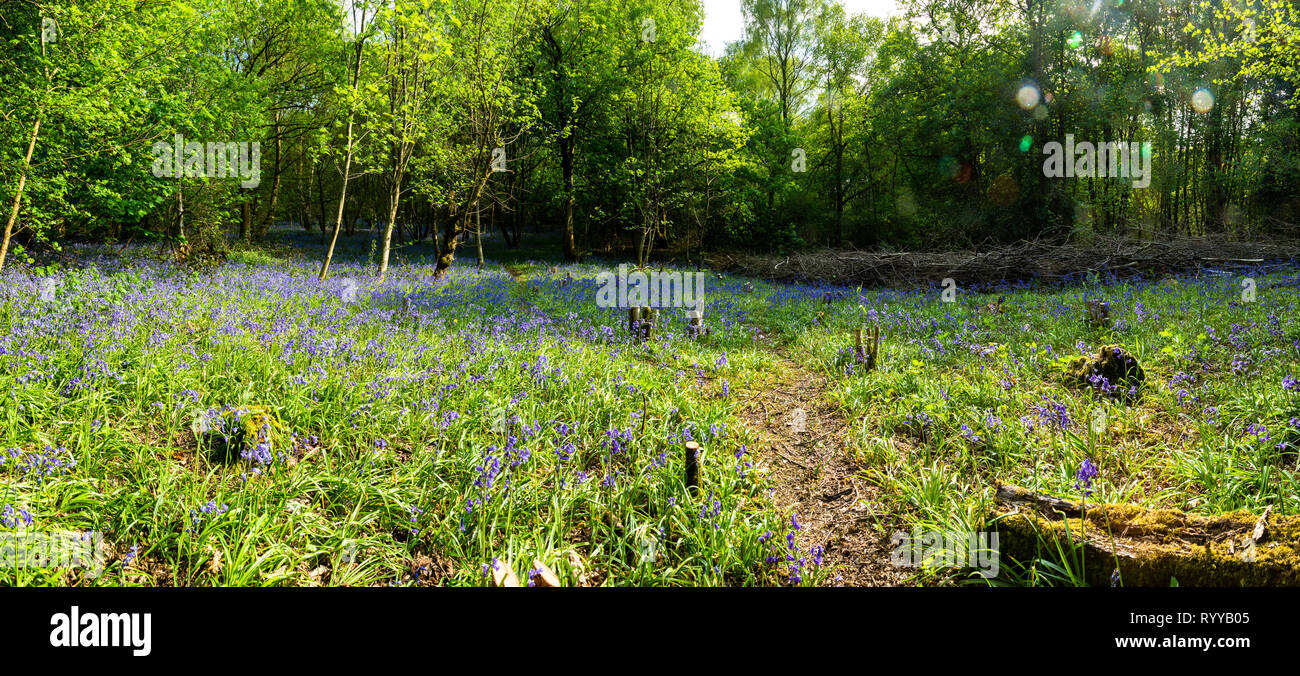 Un tapis de jacinthes dans un bois ou une forêt au Royaume-Uni Banque D'Images