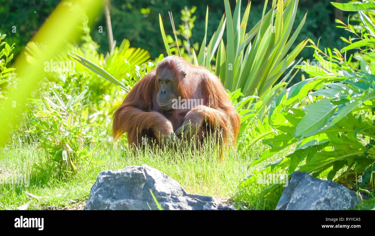 Un singe brun marchant à travers les herbes à l'intérieur du zoo sur une journée ensoleillée Banque D'Images