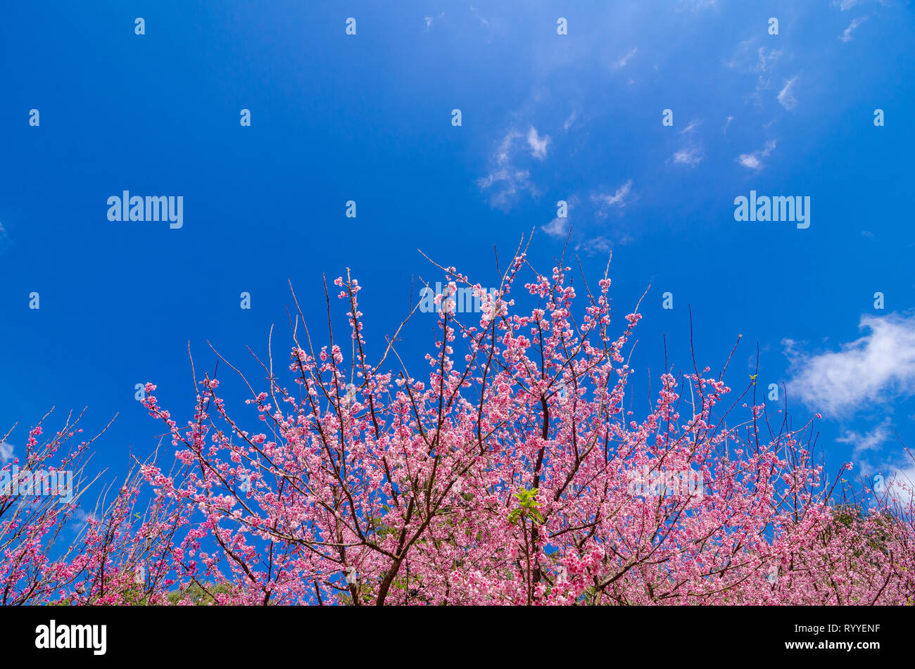 Sakura fond bleu Angkhang Chiang Mai Thaïlande Banque D'Images