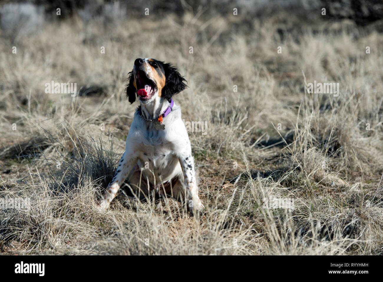 Quatre-et-demi mois setter anglais chiot assis et le bâillement Banque D'Images