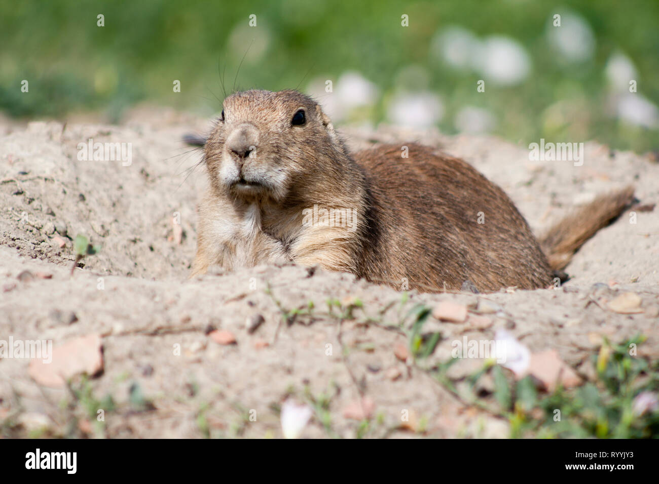 Un chien de prairie à queue noire (Cynomys ludovicianus) assis à l'entrée de leur terrier. Ils sont de couleur brune avec des noirs près de leur queue. Banque D'Images