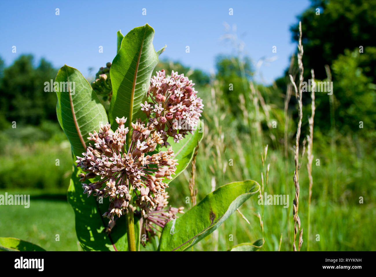 L'asclépiade commune dans un champ de plantes vertes avec des arbres en arrière-plan. Fleurs de couleur vieux rose avec de grandes feuilles vertes larges. Banque D'Images