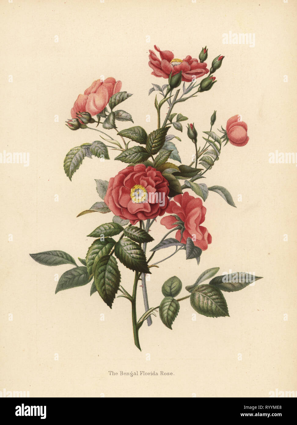 Bengal Floride rose, Rosa chinensis (Rosa bengalensis). Chromolithographie après un dessin botanique par Emily Eden de ses fleurs d'un jardin indien : Deuxième série : Espoir, Breidenbach & Co, Düsseldorf, 1860. Eden est une femme écrivain anglaise aristocratique, romancier et voyageur qui a accompagné son frère George en Inde de 1836 à 1842. Banque D'Images