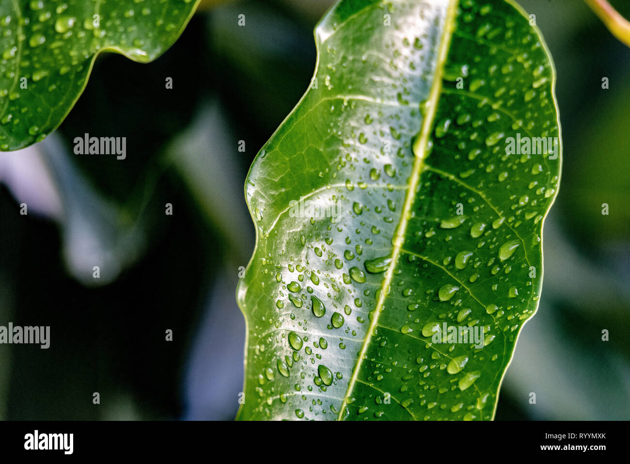 Un autre matin dans le jardin ! Banque D'Images